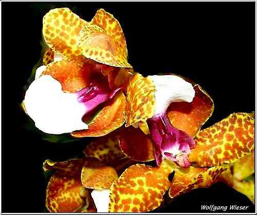 Oncidium lanceanum 'Big Boy'